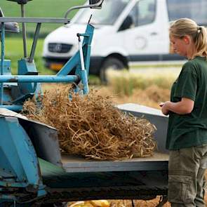 Limagrain werkt in Nederland aan de ontwikkeling van droge erwten (waaronder gele en groene erwten en schokkers) voor afzet in de veevoederindustrie. In Engeland loopt het doperwtenprogramma. Peulvruchten worden gezien als een duurzame eiwitbron en zijn b