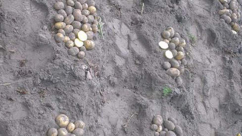 Mattijs Kloek uit Blokzijl toont de resultaten van een aardappelproefveld op zand.