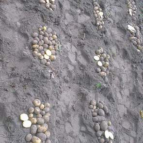 Mattijs Kloek uit Blokzijl toont de resultaten van een aardappelproefveld op zand.