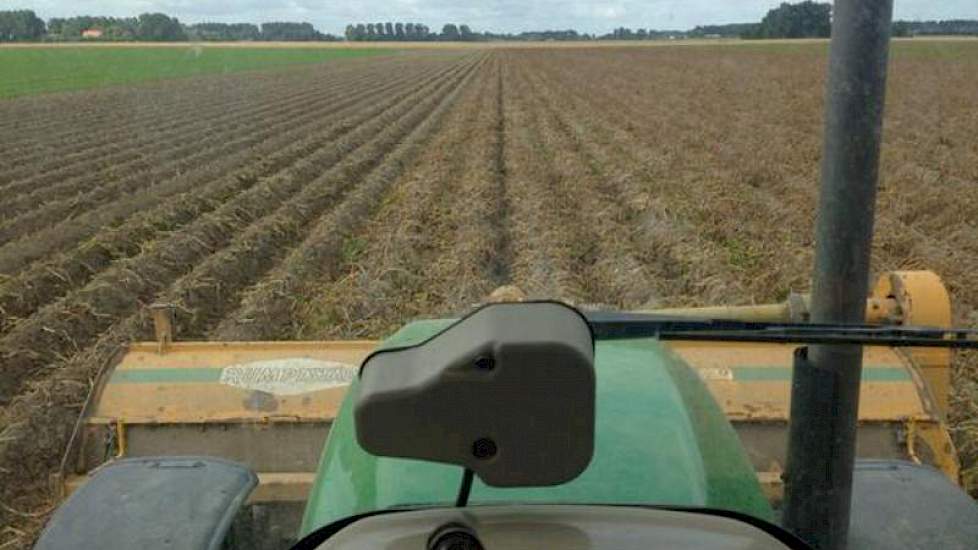 Reint Risseeuw, biologisch akkerbouwer in Schoondijke, klapt het loof van de Annabella’s.