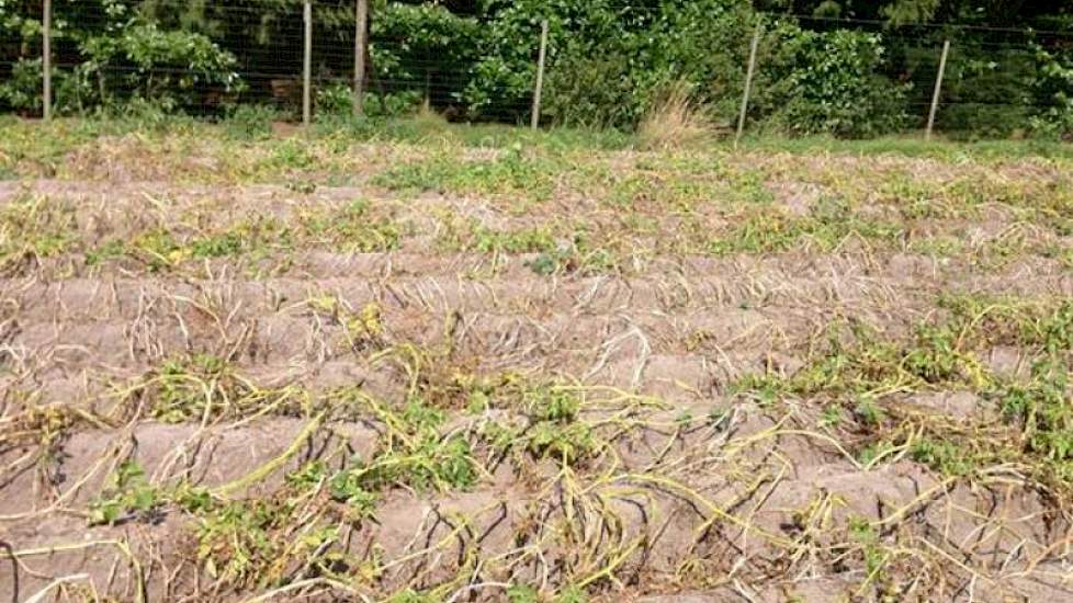 De droogte heeft veel schade aangericht de laatste weken. ‘De groeiachterstand schat ik op 13 ton per hectare in vergelijking met 2012’, aldus Jacob van den Borne uit Reusel.