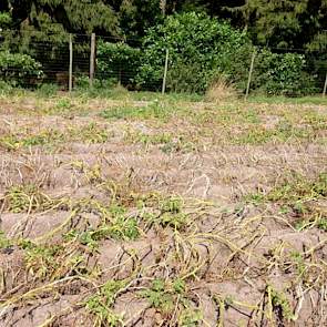 De droogte heeft veel schade aangericht de laatste weken. ‘De groeiachterstand schat ik op 13 ton per hectare in vergelijking met 2012’, aldus Jacob van den Borne uit Reusel.