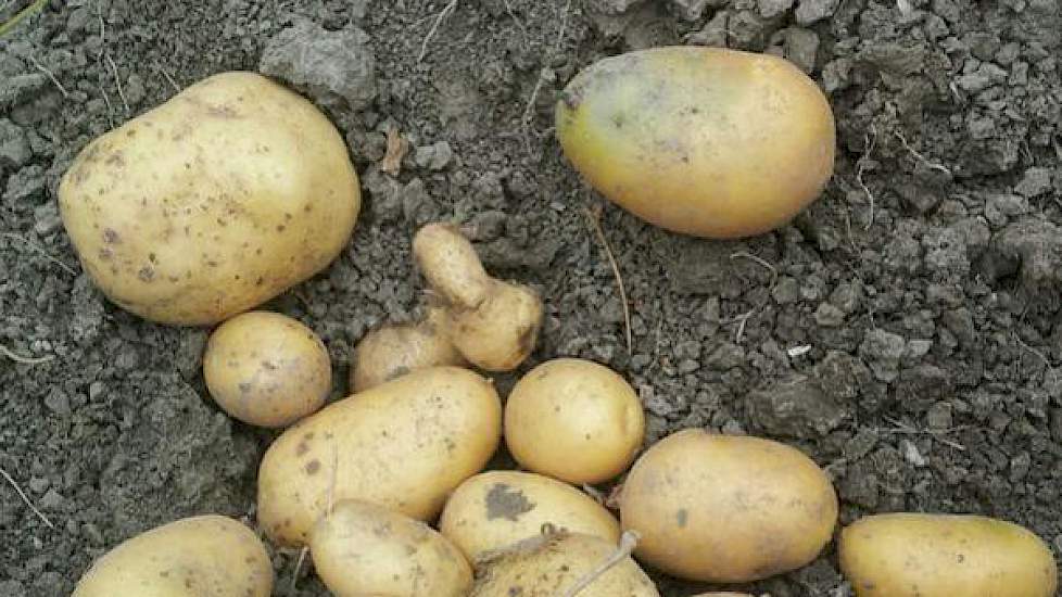 Luc Remijn trekt de conclusie dat het met deze aardappelen niet meer goed komt. ‘Agria op zware grond, kurkdroog en het loof is flink op zijn retour. Met vooruitzichten voor droog weer...’, aldus de DLV’er in Zuid-Nederland.