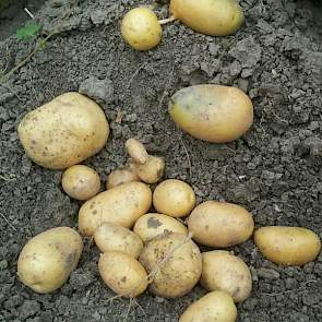 Luc Remijn trekt de conclusie dat het met deze aardappelen niet meer goed komt. ‘Agria op zware grond, kurkdroog en het loof is flink op zijn retour. Met vooruitzichten voor droog weer...’, aldus de DLV’er in Zuid-Nederland.