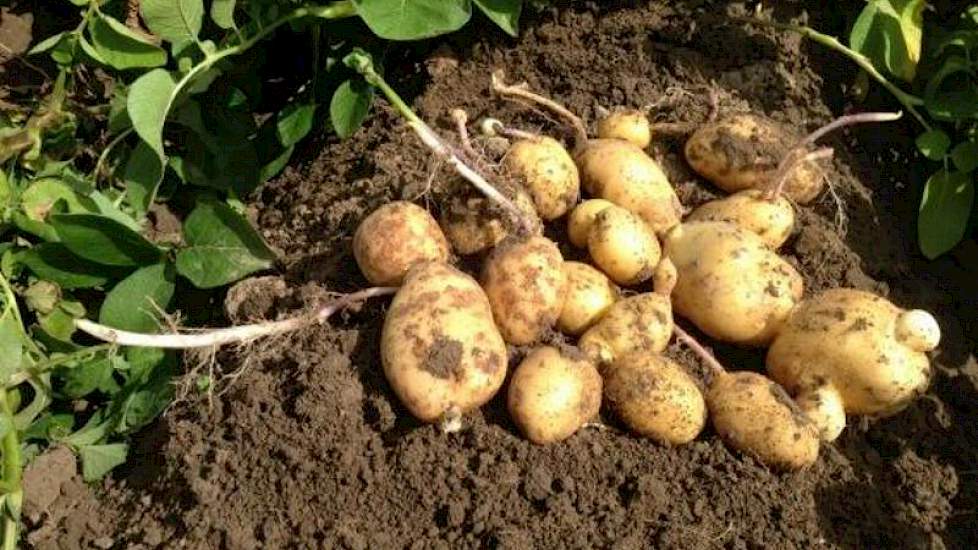 Deze teler heeft zijn Bintje aardappelen te laat gecontroleerd op doorwas, zegt Ben Rommens, adviseur voor gewasbeschermingsmiddelen bij Theunisse BV in Steenbergen. ‘Dit komt niet meer goed.’
