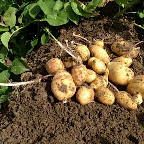 Deze teler heeft zijn Bintje aardappelen te laat gecontroleerd op doorwas, zegt Ben Rommens, adviseur voor gewasbeschermingsmiddelen bij Theunisse BV in Steenbergen. ‘Dit komt niet meer goed.’